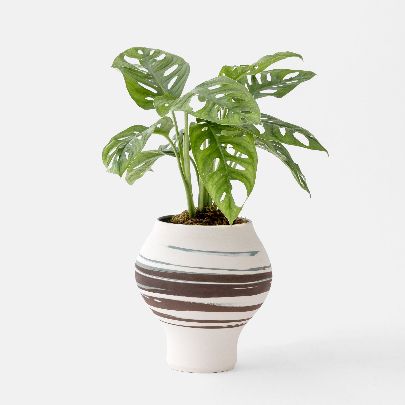 Picture of white and brown ceramic vase